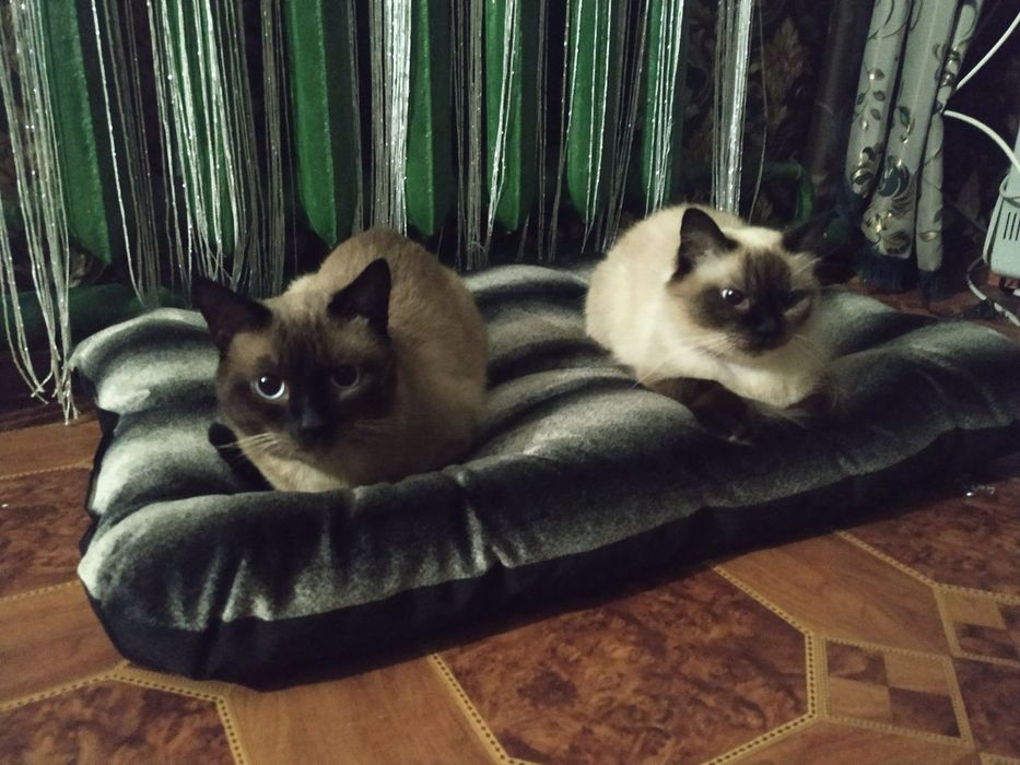 Тайские котята, родились 30 июля 2026 года