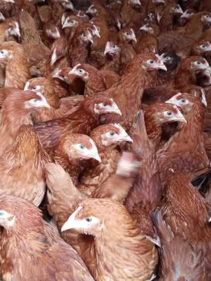 Kury Młode Nioski Rosa