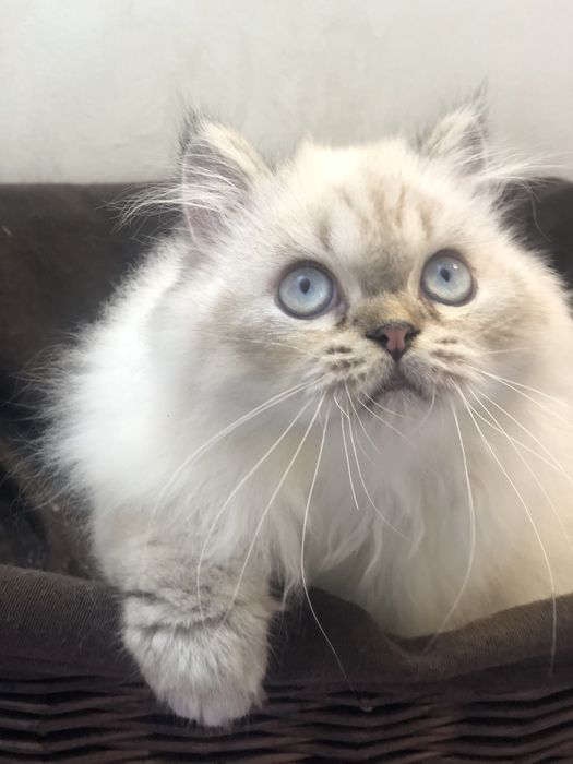 Пушистая красотка
