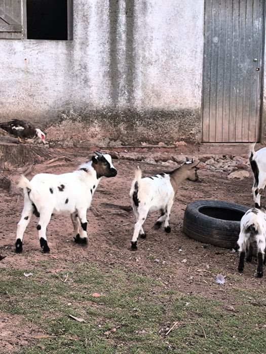 Vendo cabras anãs