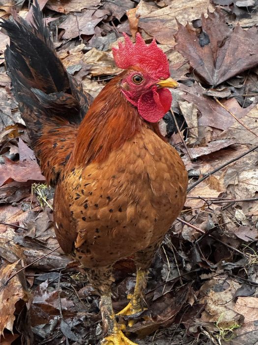 Кури декоративні