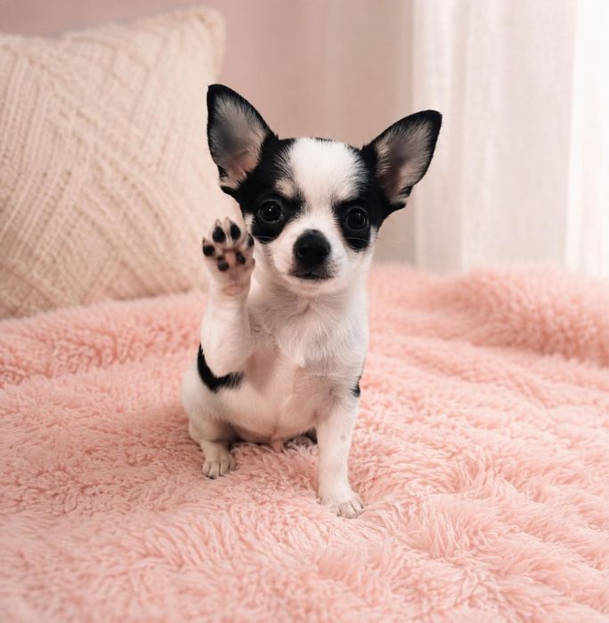 Chihuahua suczka FCI/ZKwP tricolor