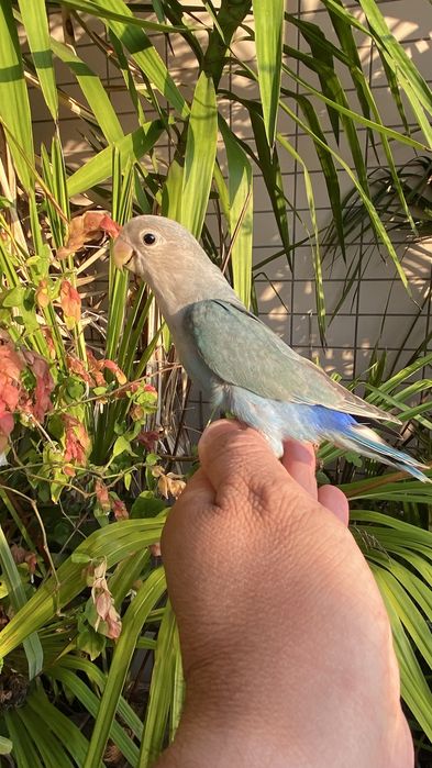 Agapornis domesticado