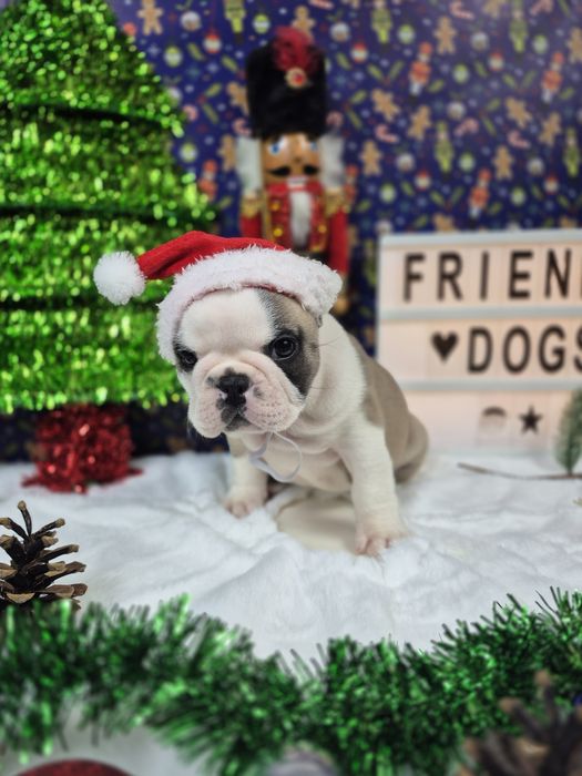 Buldog Francuski piesek Rocky