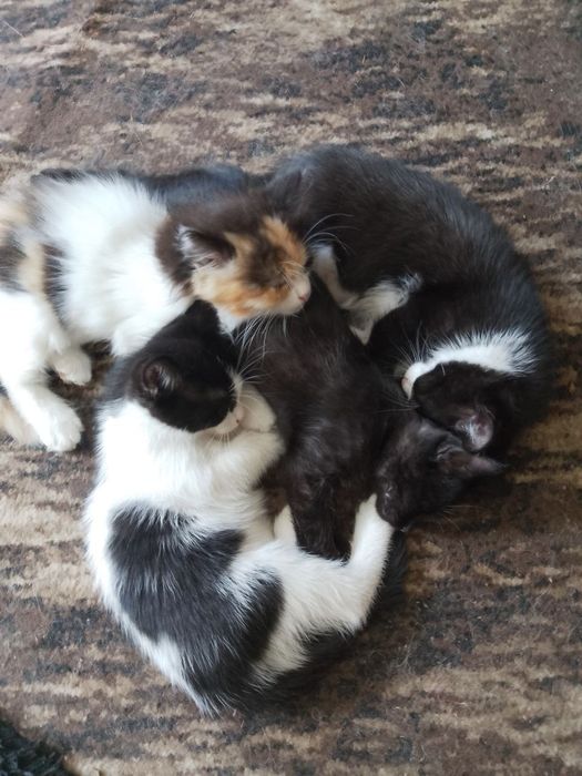 Отдаем котят бесплатно