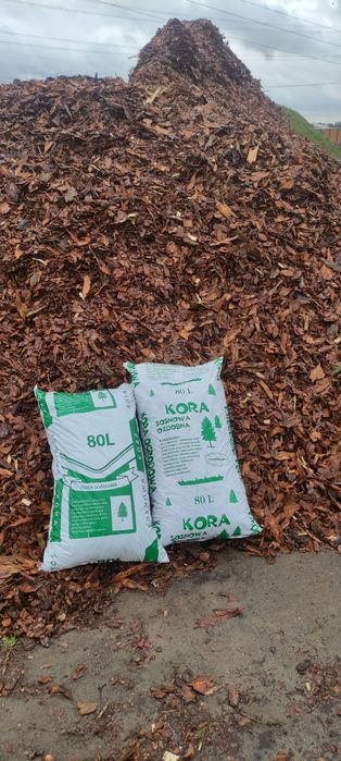 Kora Sosnowa Wrocław Okolice