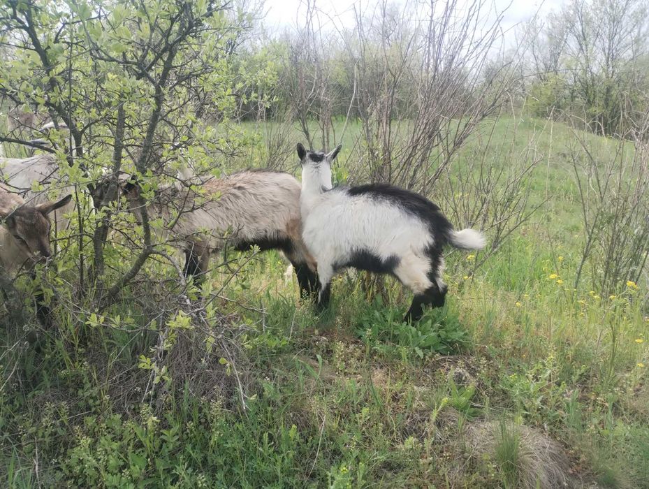 Кози дійні, молоді + козинята.