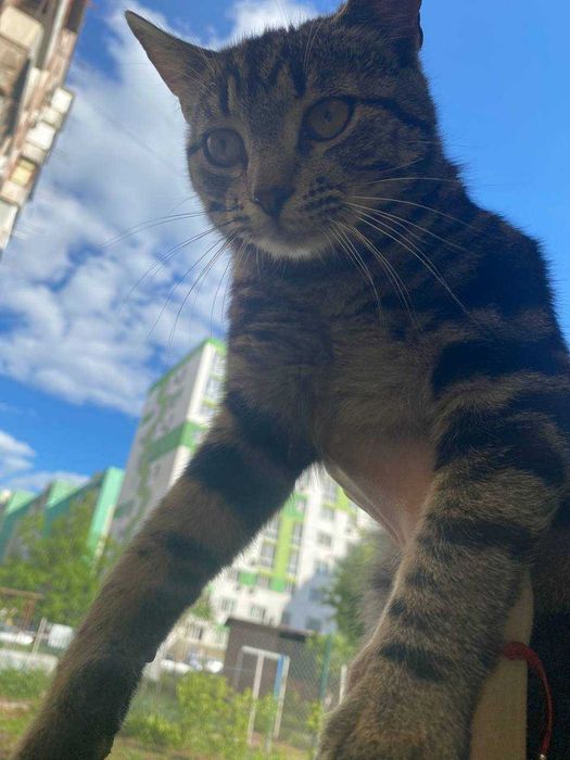 Котики в добрі руки