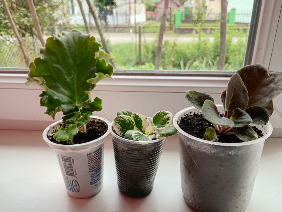 Продам набір з 4 фіалок .