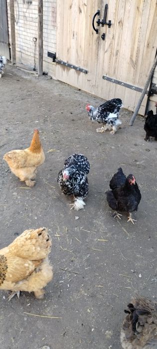 Jaja lęgowe kochin olbrzymi