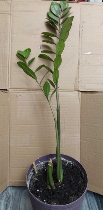 Заміокулькас, доларове дерево / долларовое дерево