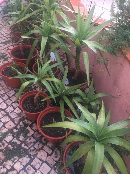 Plantas de exterior diversas