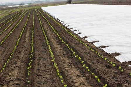 Agrowłóknina P-30 6,35 x 100 m. Premium