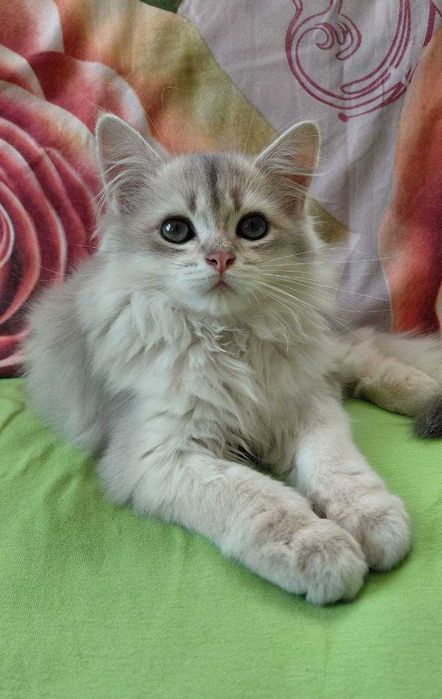 Шотландский длинношерстный котик в окрасе голубое золото ау11