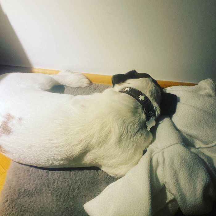 Domowy hotel dla psów, kotów i gryzoni, opieka nad psem - Świdnica