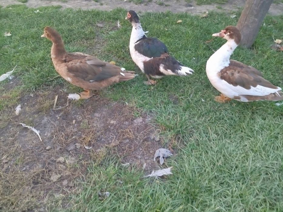 Індокачка, качур шипун, качки