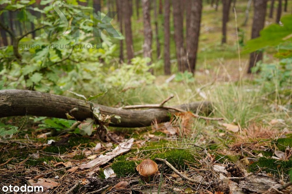 Działka budowlana na Wydmach  2221 m2 - bez prowizji