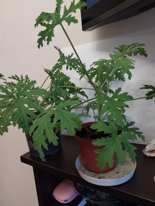 Wielka kwitnaca zielistka geranium  piekny pieniażeki bluszcz .