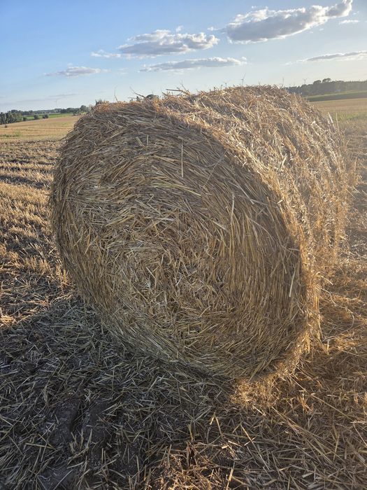 Sprzedam słomę pszenną