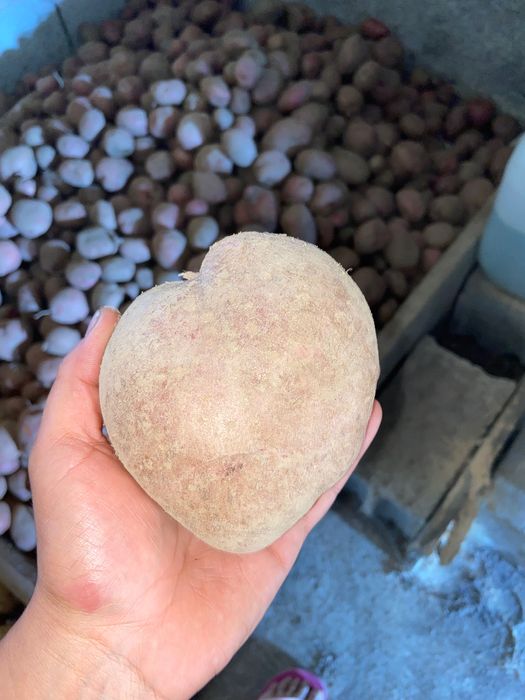 Vendo batatas saco de 20kg