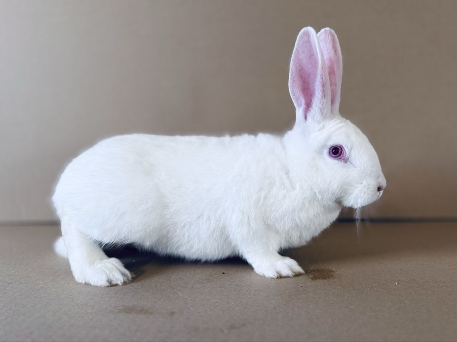 Kroliki, Samczyki Termondzki Biały, rodzice z rodowodem