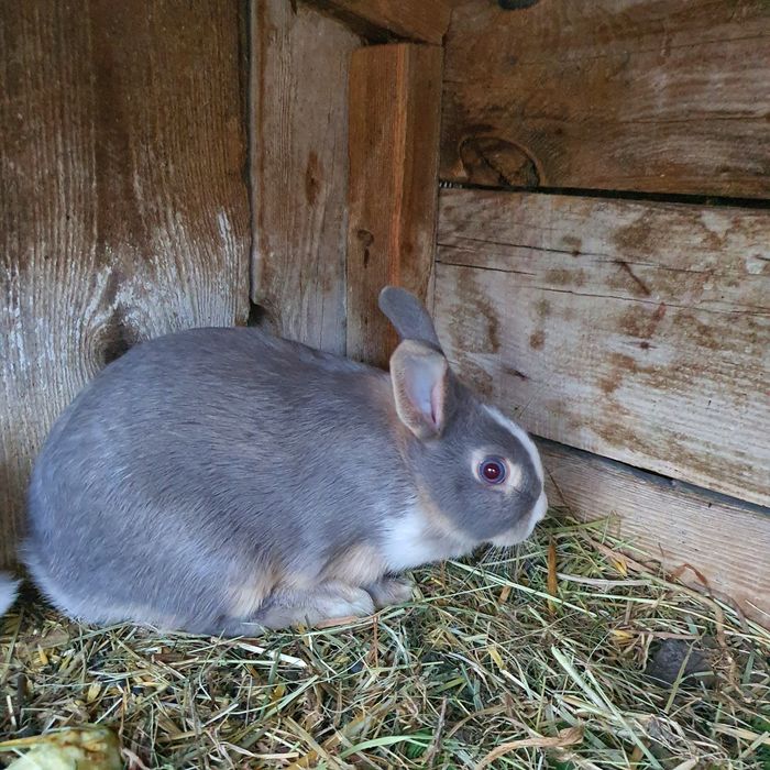 Młode króliki miniaturki 4 sztuki, samice, samce