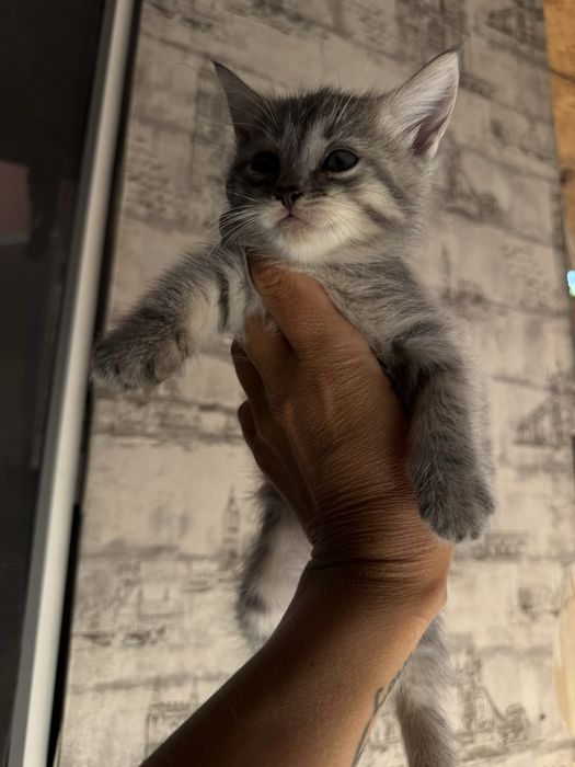 Отдам котят в хорошие руки