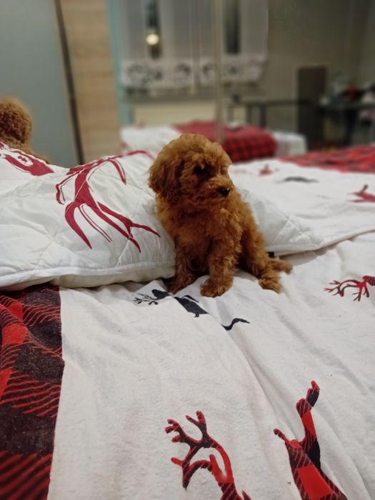 Pudełek toy samiec koło Poznanua