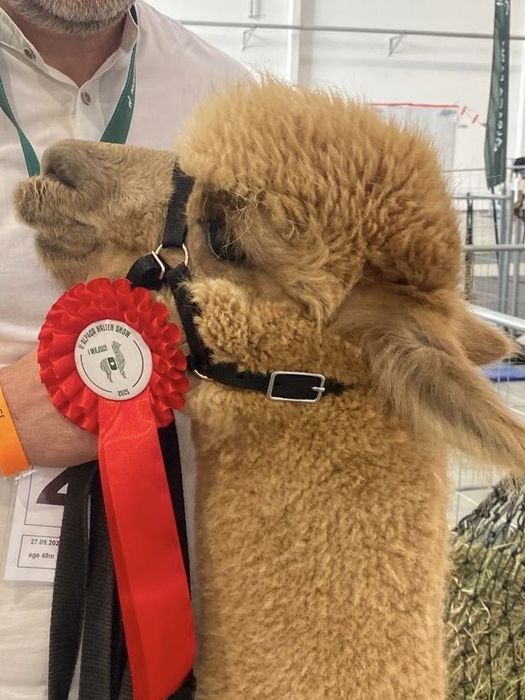 Alpaka, alpaki  samica w ciąży sprzedam