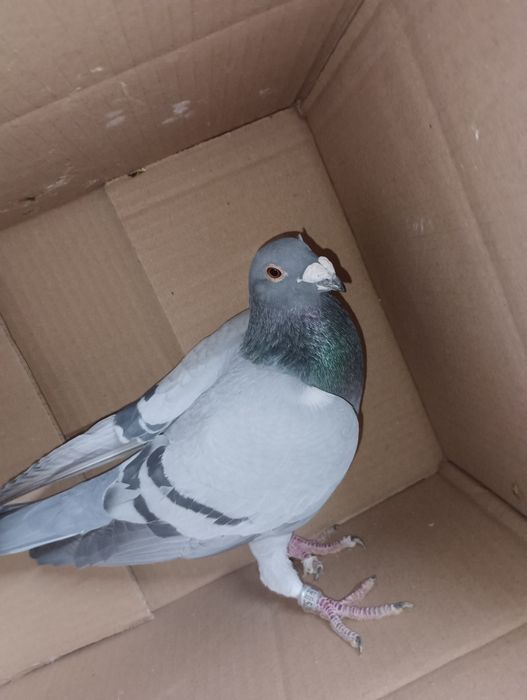 Pombos correios para venda devidamente anilhados com os respectivos ca