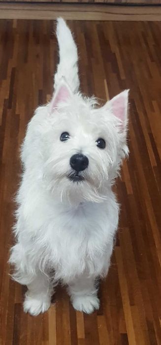 suczka West Highland White Terrier z metryką ZKWP po  Championie