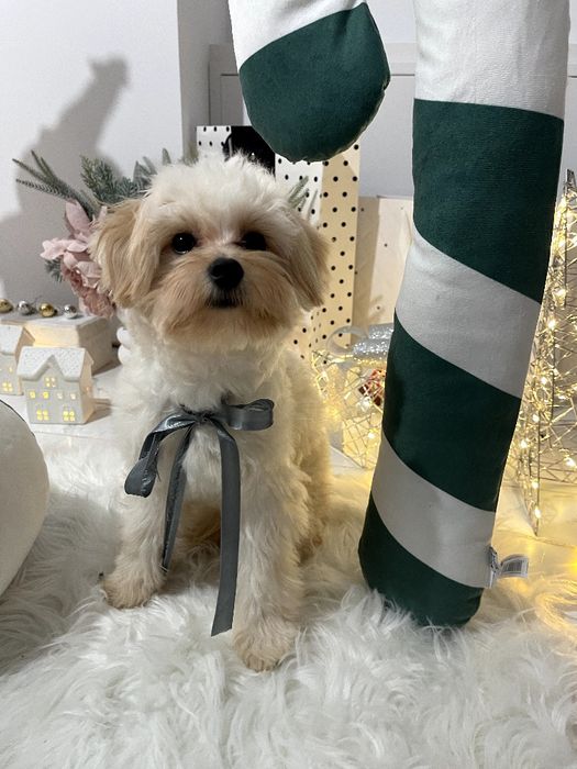 Помапу — Лише 2 дівчинки! Ідеальна можливість