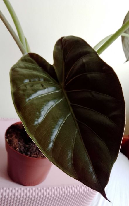 Alokazja wentii 40 cm