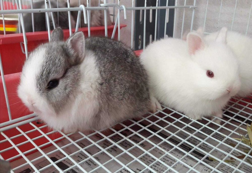 KIT Coelhos anões mini holandês e teddy muito dóceis e brincalhões