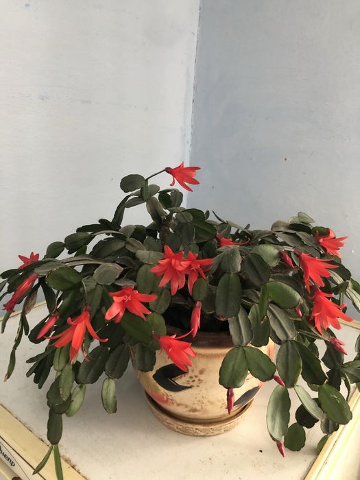 РОЗПРОДАЖ!Рипсалідопсис, шлюмбергера, різдвянник