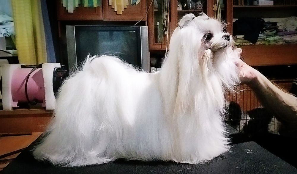 Мальчик для вязки FCI