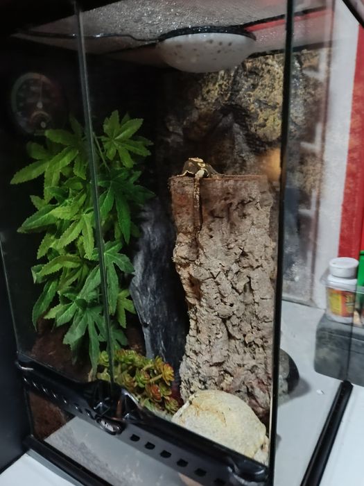 Terarium razem z gekonem orzesionym