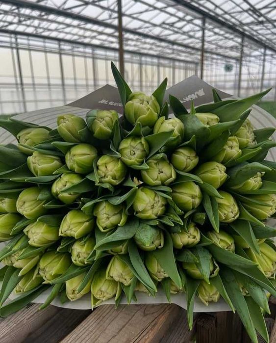 Цибулини тюльпанів на опт