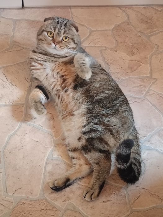 Вязка Scottish fold