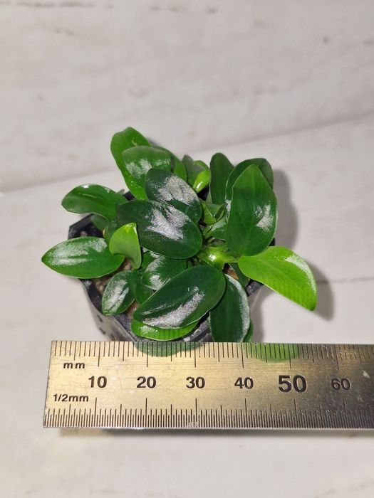 Продам анубиаси.