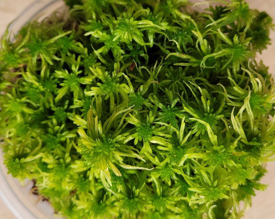 Mech do terrarium akwarium, las w słoiku, mech dla ślimaka