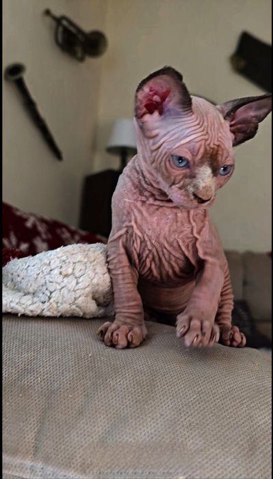 Kot sfinks kocurek czarny pieszczoch