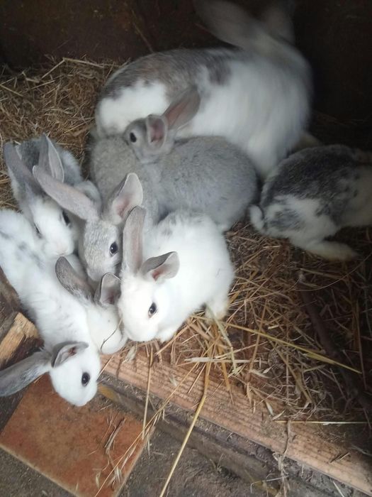 Coelhos caseiros