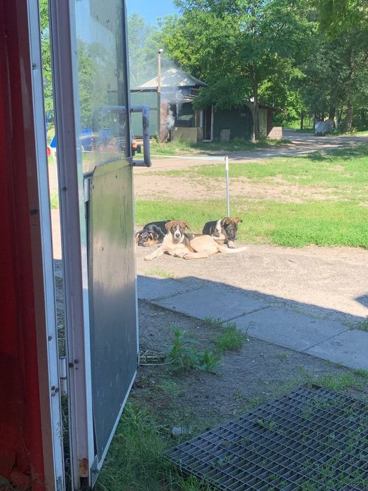 Київ,чудові цуценята,на прилаштування