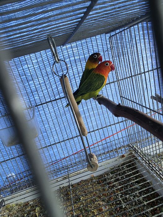 Agapornis Fisher