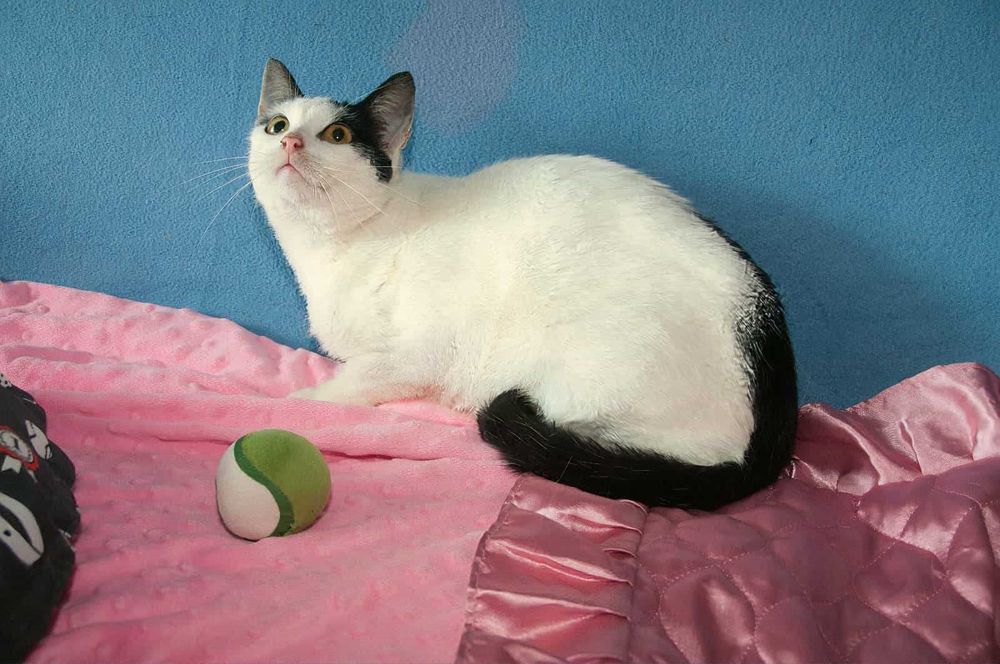 Bryza szuka kochającego domu