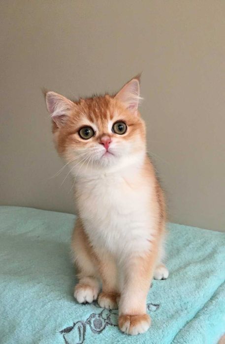 Kotek złota szynszyla