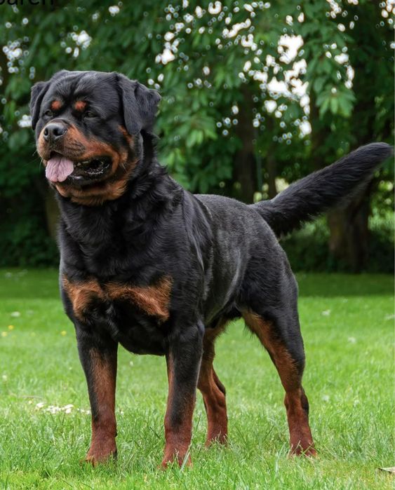 Rottweiler Suczka FCI