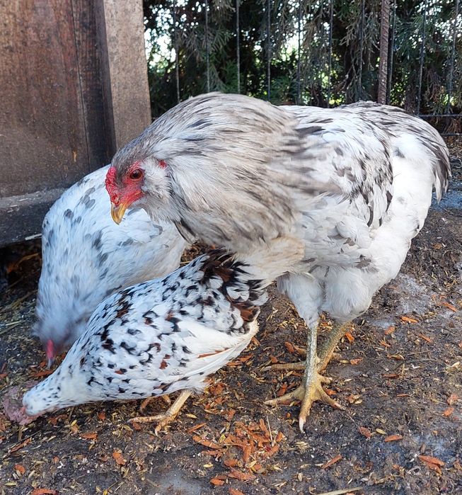 Kurczeta marans , kurczeta mix