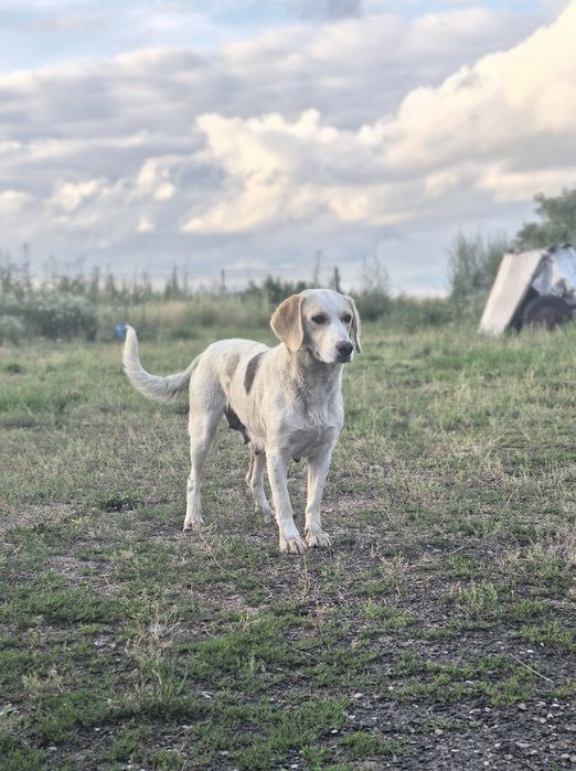 Trzyletnia suczka szuka domu pilnie